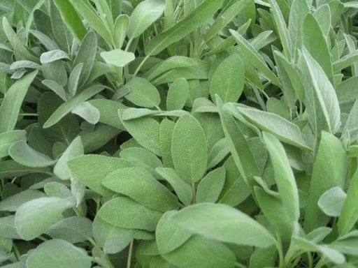 Broadleaf Sage  Seeds (Salvia Officinalis ) Perennial Herb - Caribbean garden seed