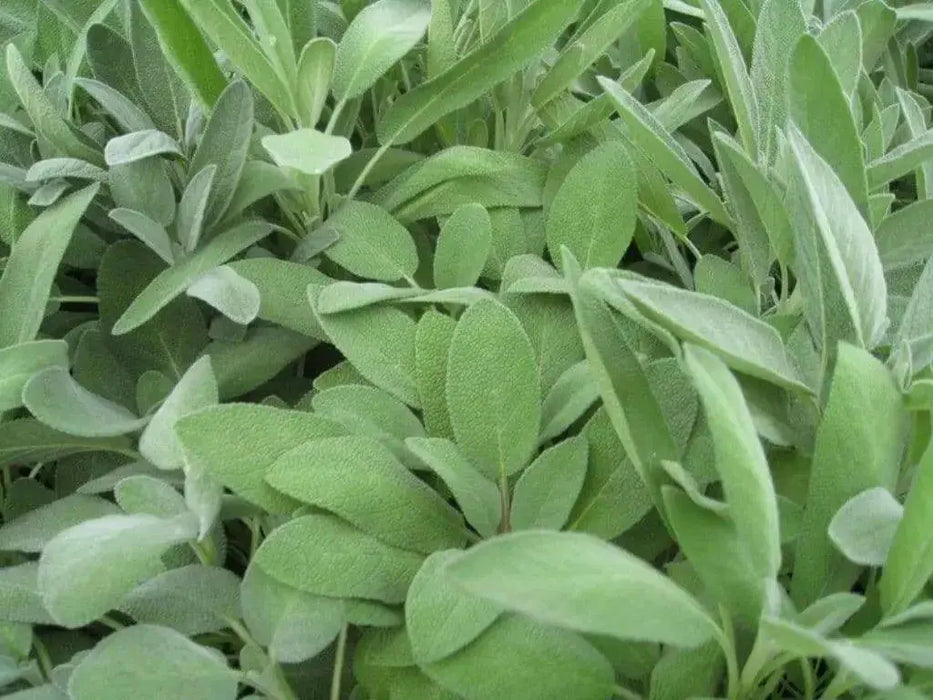 Broadleaf Sage  Seeds (Salvia Officinalis ) Perennial Herb - Caribbean garden seed