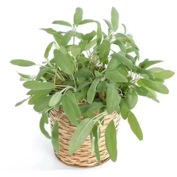 Broadleaf Sage  Seeds (Salvia Officinalis ) Perennial Herb - Caribbean garden seed