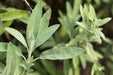 Broadleaf Sage  Seeds (Salvia Officinalis ) Perennial Herb - Caribbean garden seed