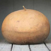 Bushel Basket Gourd Seeds ( Lagenaria siceraria.) Open Pollinated. - Caribbean garden seed