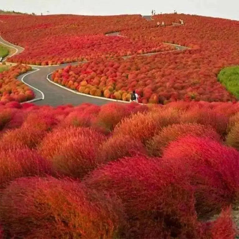 Burning Grass Seeds - Kochia Scoparia  - RED ,Ornamental Grass - Caribbean garden seed