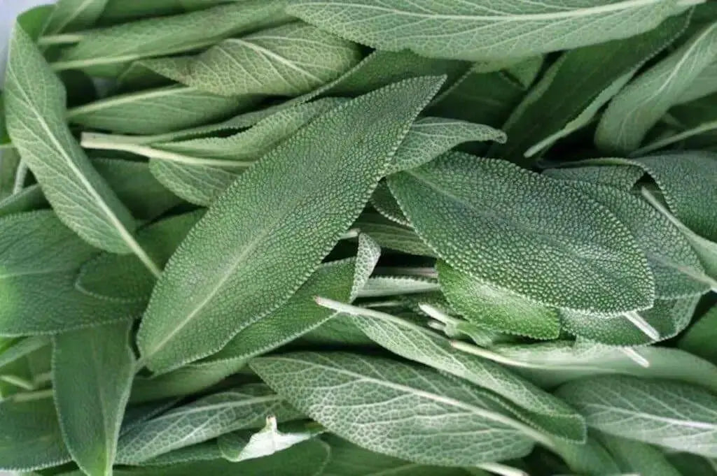 Broadleaf Sage  Seeds (Salvia Officinalis ) Perennial Herb - Caribbean garden seed