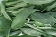 Broadleaf Sage  Seeds (Salvia Officinalis ) Perennial Herb - Caribbean garden seed
