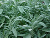 Broadleaf Sage  Seeds (Salvia Officinalis ) Perennial Herb - Caribbean garden seed