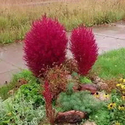 Burning Grass Seeds - Kochia Scoparia  - RED ,Ornamental Grass - Caribbean garden seed