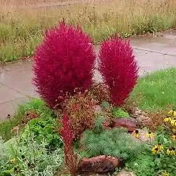 Burning Grass Seeds - Kochia Scoparia  - RED ,Ornamental Grass - Caribbean garden seed