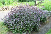 Broadleaf Sage  Seeds (Salvia Officinalis ) Perennial Herb - Caribbean garden seed