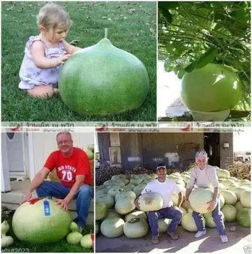 Bushel Basket Gourd Seeds ( Lagenaria siceraria.) Open Pollinated. - Caribbean garden seed