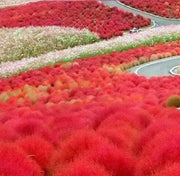 Burning Grass Seeds - Kochia Scoparia  - RED ,Ornamental Grass - Caribbean garden seed