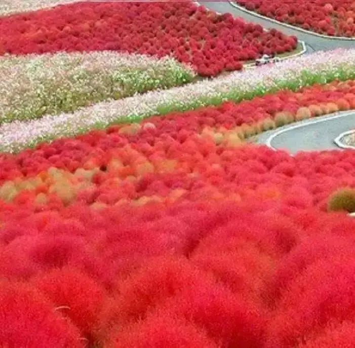 Burning Grass Seeds - Kochia Scoparia  - RED ,Ornamental Grass - Caribbean garden seed