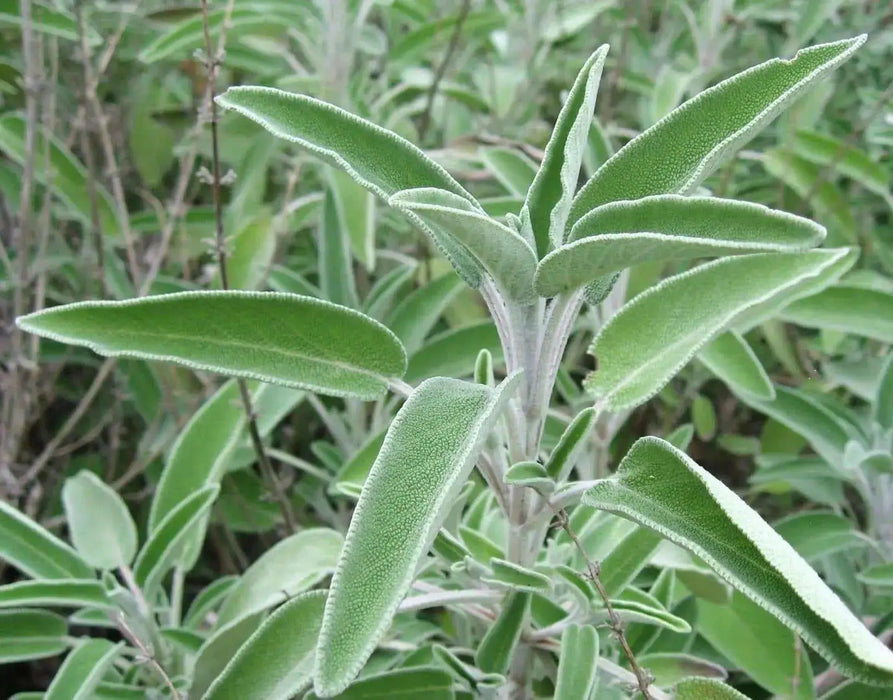 Broadleaf Sage  Seeds (Salvia Officinalis ) Perennial Herb - Caribbean garden seed