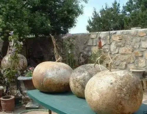 Bushel Basket Gourd Seeds ( Lagenaria siceraria.) Open Pollinated. - Caribbean garden seed