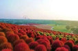 Burning Grass Seeds - Kochia Scoparia  - RED ,Ornamental Grass - Caribbean garden seed
