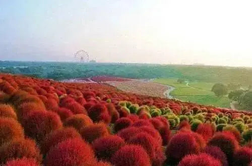 Burning Grass Seeds - Kochia Scoparia  - RED ,Ornamental Grass - Caribbean garden seed