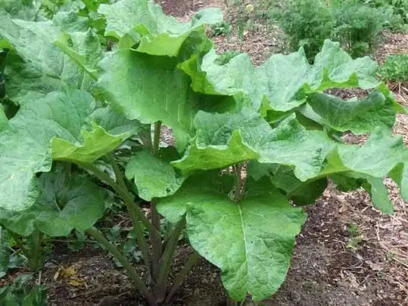 Burdock ROOT Seeds Asian Vegetable - Caribbean garden seed