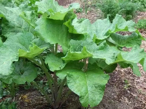 Burdock ROOT Seeds Asian Vegetable - Caribbean garden seed