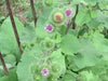 Burdock ROOT Seeds Asian Vegetable - Caribbean garden seed