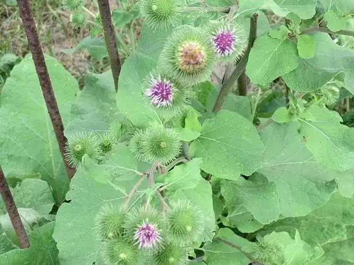 Burdock ROOT Seeds Asian Vegetable - Caribbean garden seed