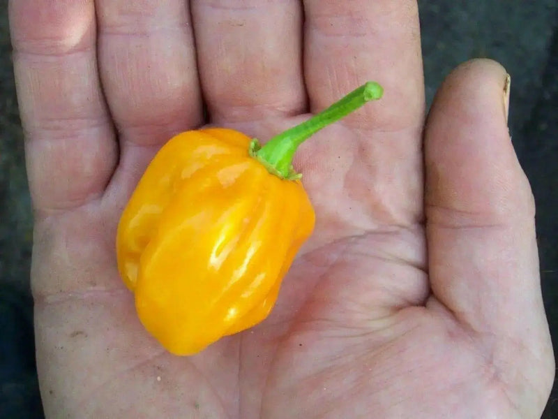 Burkina Yellow Scotch Bonnet PEPPER SEEDS (Capsicum chinense - Caribbean garden seed
