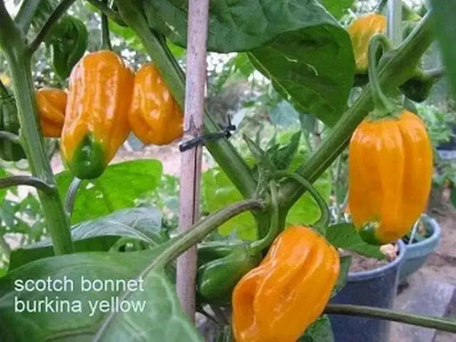 Burkina Yellow Scotch Bonnet PEPPER SEEDS (Capsicum chinense - Caribbean garden seed