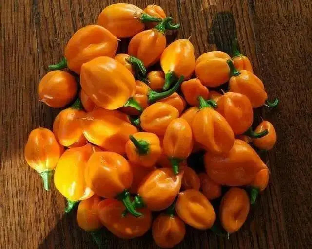 Burkina Yellow Scotch Bonnet PEPPER SEEDS (Capsicum chinense - Caribbean garden seed