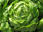 ButterCrunch Lettuce Seeds ORGANIC Non GMO SEED - Organically Grown ! - Caribbean garden seed