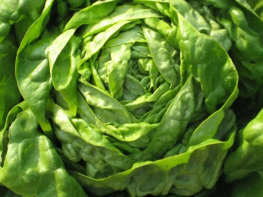 ButterCrunch Lettuce Seeds ORGANIC Non GMO SEED - Organically Grown ! - Caribbean garden seed