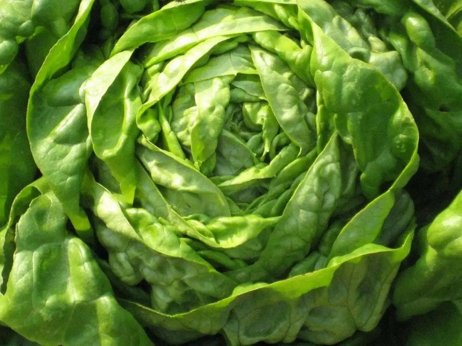 ButterCrunch Lettuce Seeds ORGANIC Non GMO SEED - Organically Grown ! - Caribbean garden seed