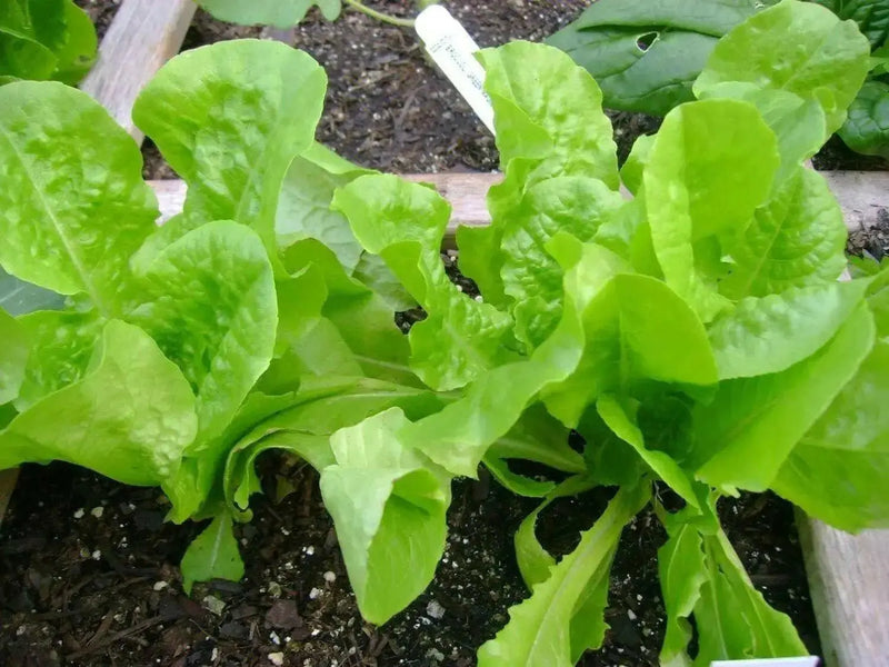 ButterCrunch Lettuce Seeds ORGANIC Non GMO SEED - Organically Grown ! - Caribbean garden seed