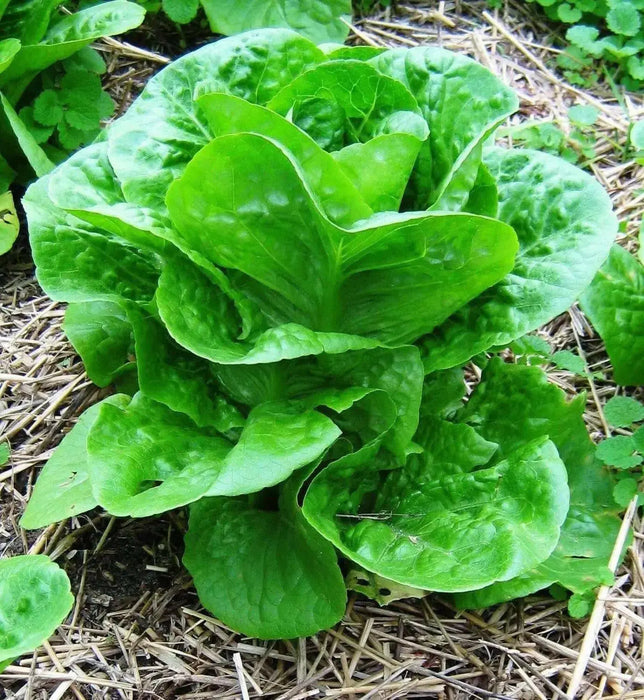 ButterCrunch Lettuce Seeds ORGANIC Non GMO SEED - Organically Grown ! - Caribbean garden seed