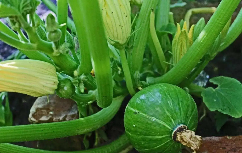 Buttercup (Burgess Strain) Organic Squash  Seeds - Open-Pollinated Winter Squash - Caribbean garden seed