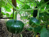 Buttercup (Burgess Strain) Organic Squash  Seeds - Open-Pollinated Winter Squash - Caribbean garden seed