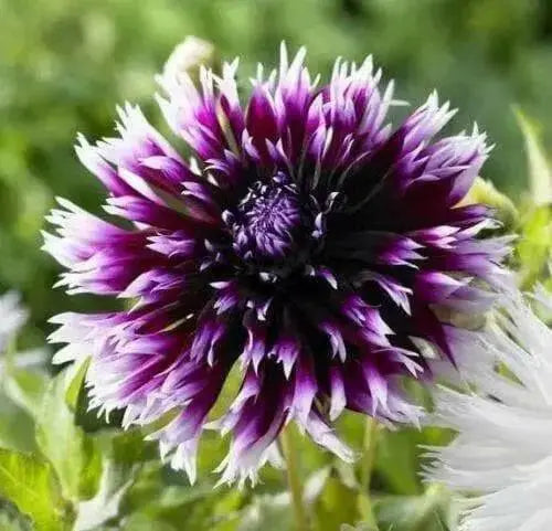 Cactus dahlia "Alauna clair obscur" ( 2 Tuber/Plant )PERENNIAL FLOWERS - Caribbean garden seed