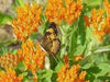 Butterfly Weed flowers Seeds,( Asclepias tuberosa) Perennial, attracts butterflies ! - Caribbean garden seed