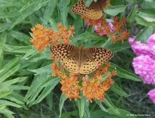 Butterfly Weed flowers Seeds,( Asclepias tuberosa) Perennial, attracts butterflies ! - Caribbean garden seed