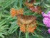 Butterfly Weed flowers Seeds,( Asclepias tuberosa) Perennial, attracts butterflies ! - Caribbean garden seed