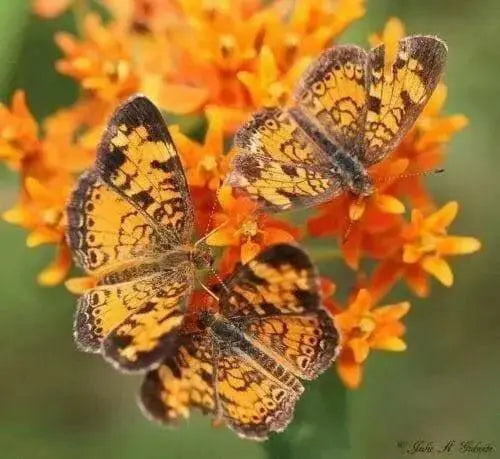 Butterfly Weed flowers Seeds,( Asclepias tuberosa) Perennial, attracts butterflies ! - Caribbean garden seed