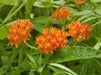 Butterfly Weed flowers Seeds,( Asclepias tuberosa) Perennial, attracts butterflies ! - Caribbean garden seed