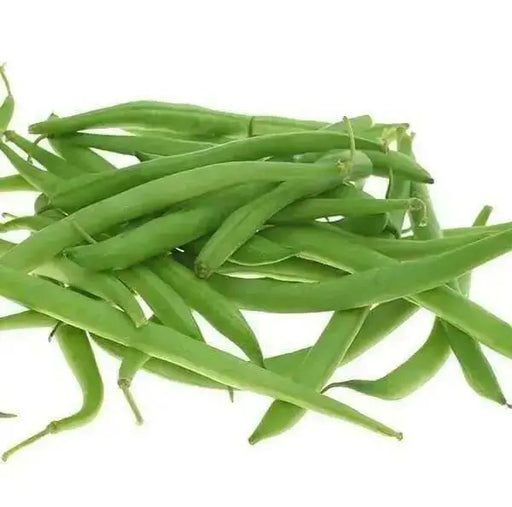 Burpee Stringless Bean Seeds. Meaty, juicy and has exceptional flavor. - Caribbean garden seed