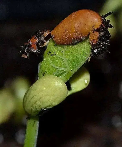 Burpee Stringless Bean Seeds. Meaty, juicy and has exceptional flavor. - Caribbean garden seed