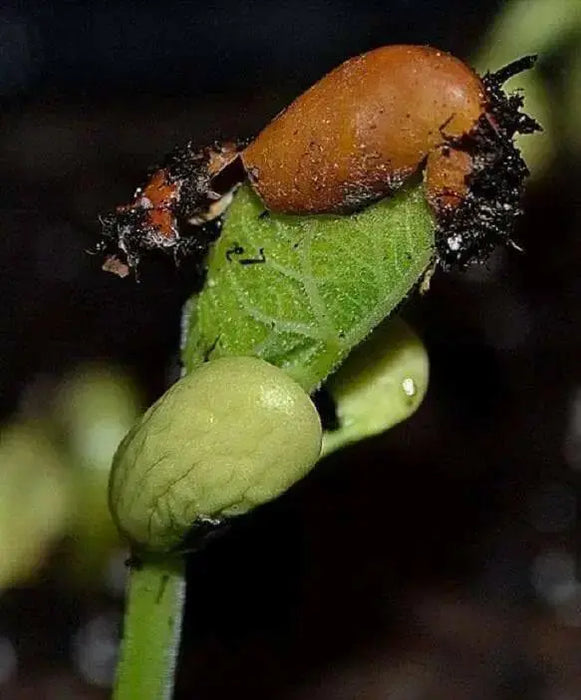 Burpee Stringless Bean Seeds. Meaty, juicy and has exceptional flavor. - Caribbean garden seed