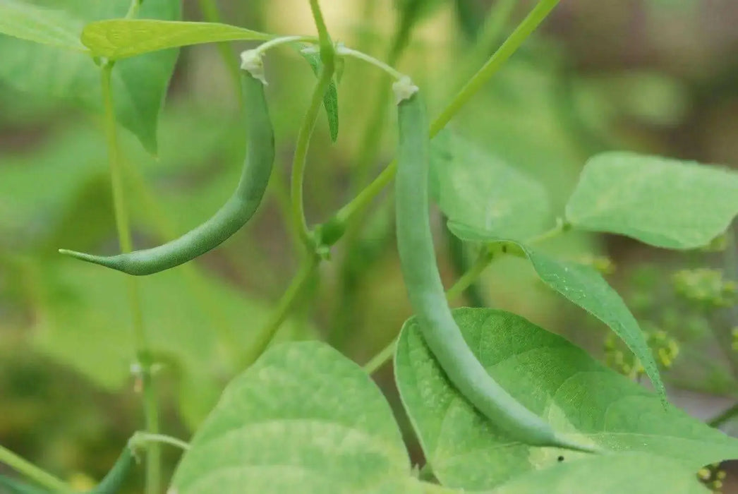 Burpee Stringless Bean Seeds. Meaty, juicy and has exceptional flavor. - Caribbean garden seed