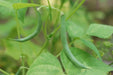 Burpee Stringless Bean Seeds. Meaty, juicy and has exceptional flavor. - Caribbean garden seed