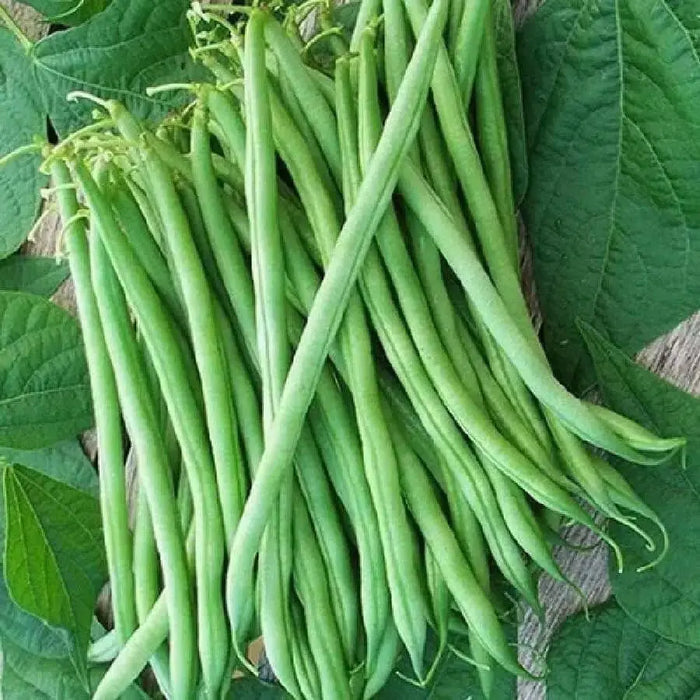 Burpee Stringless Bean Seeds. Meaty, juicy and has exceptional flavor. - Caribbean garden seed