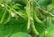 Burpee Stringless Bean Seeds. Meaty, juicy and has exceptional flavor. - Caribbean garden seed