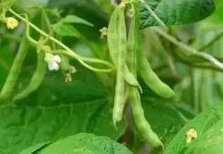 Burpee Stringless Bean Seeds. Meaty, juicy and has exceptional flavor. - Caribbean garden seed