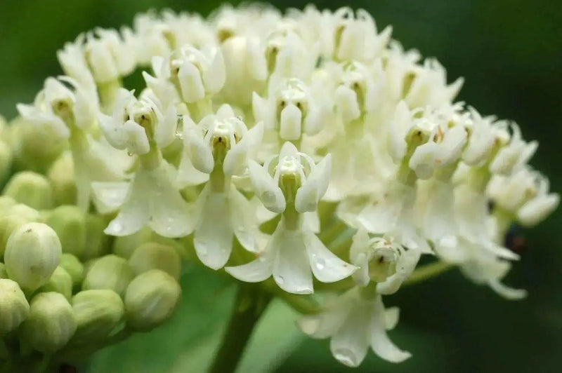 Butterfly Weed Seeds-White Milkweed (Asclepias incarnata) attract bees, butterflies, and hummingbirds, Perennial, - Caribbean garden seed