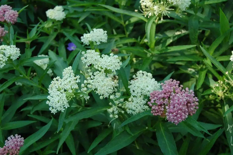 Butterfly Weed Seeds-White Milkweed (Asclepias incarnata) attract bees, butterflies, and hummingbirds, Perennial, - Caribbean garden seed