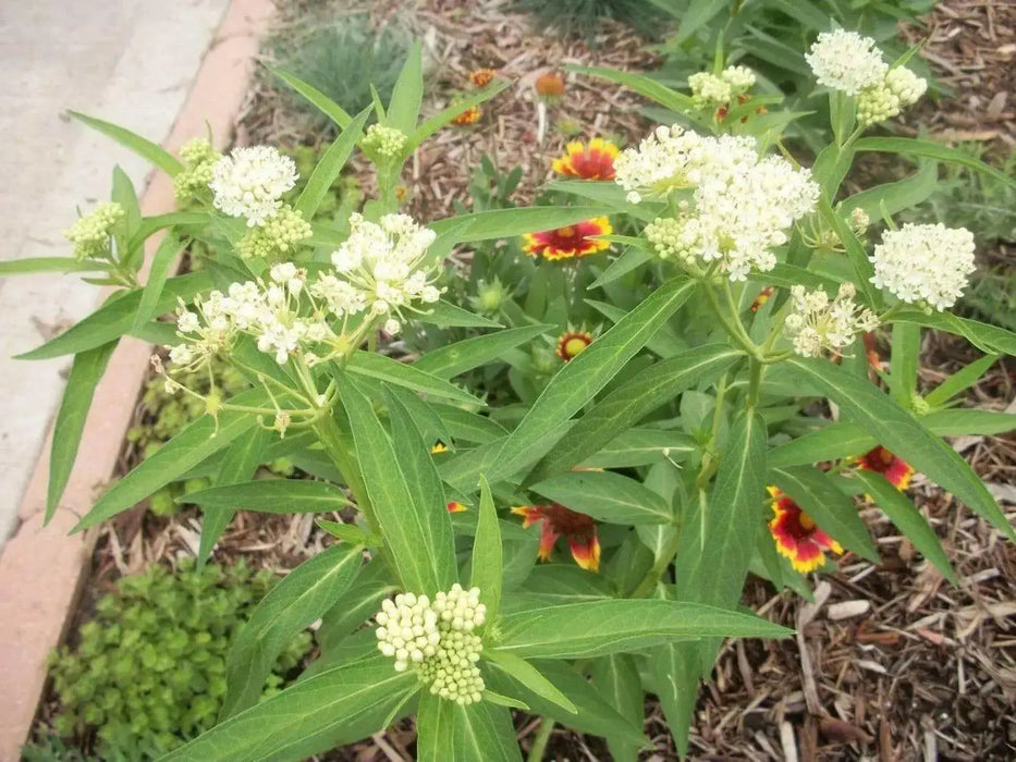 Butterfly Weed Seeds-White Milkweed (Asclepias incarnata) attract bees, butterflies, and hummingbirds, Perennial, - Caribbean garden seed